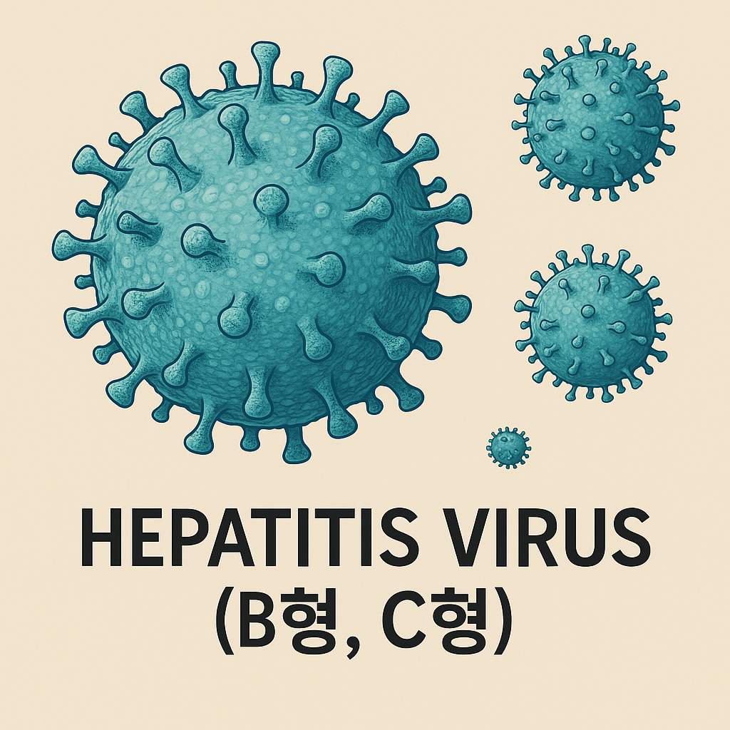 간염 바이러스 (B형, C형
